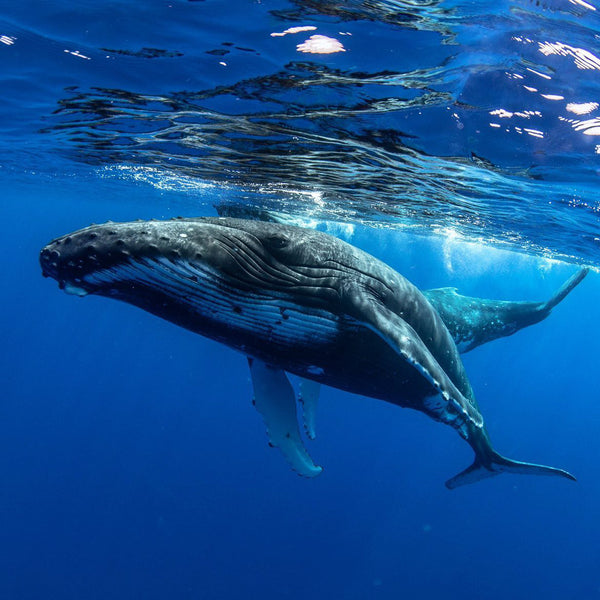 A mother and baby humpback whale taken during a free dive in Tahiti