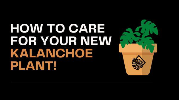 Thank you for helping us Grow! How to Grow your Kalanchoe Plant!